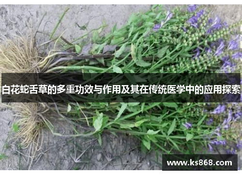 白花蛇舌草的多重功效与作用及其在传统医学中的应用探索